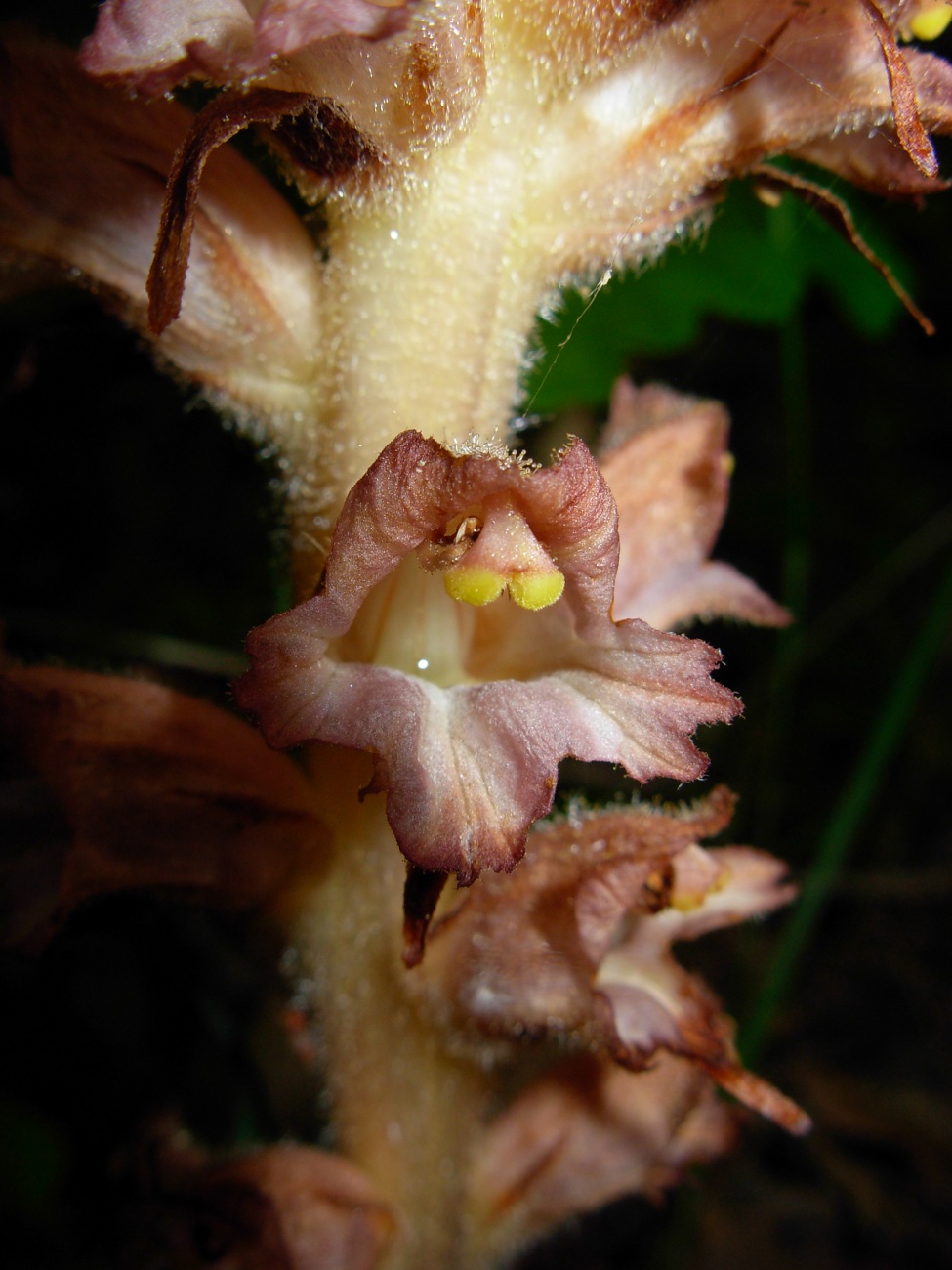 Orobanche rapum-genistae / Succiamele delle ginestre